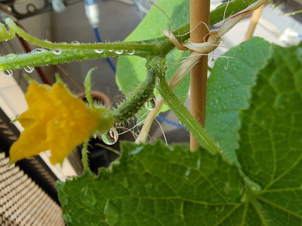 きゅうりの雄花と雌花の違い ハピネスタウンの幸せになるブログ