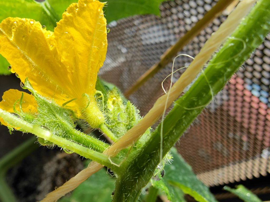 きゅうりの雄花と雌花の違い ハピネスタウンの幸せになるブログ