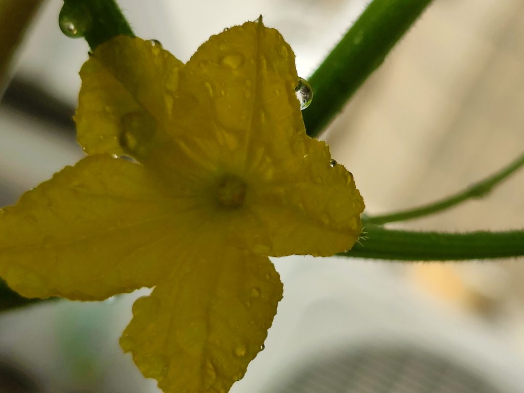 きゅうりの雄花と雌花の違い ハピネスタウンの幸せになるブログ